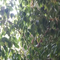 دوتاگل یکی مطبخ ویکی بنجامین هرکدام چهارمیلیون|گل و گیاه طبیعی|میاندوآب, |دیوار