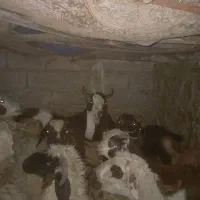 نری پاکستانی اصل