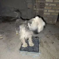 حیوانات|سگ|گنبد کاووس, |دیوار