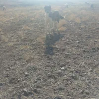 سگ.ماده.گوسفندی