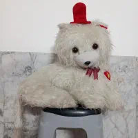 شاسخین سالم فقط خاک گرفته