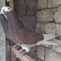 فروشی کبوتر پرشی