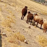 فروش بره