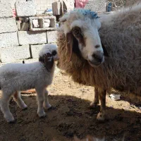 میش بره آبستن بیاس آباد|حیوانات مزرعه|قاسمآباد (خواف), |دیوار