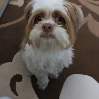 واگذاری شیتزو زیبا