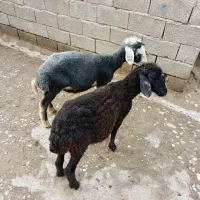 بره افشاری مخصوص پرواری (گوسفند)|حیوانات مزرعه|گنبد کاووس, |دیوار