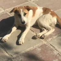 واگذاری توله ماده قدرجانی