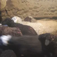 ۹راس گوسفند و۹بره