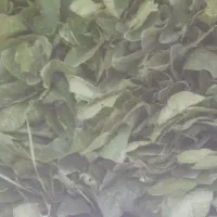 اسفناج آماده|خوردنی و آشامیدنی|خان ببین, |دیوار