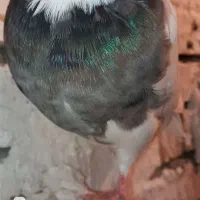 طوقی|پرنده|درگز, |دیوار