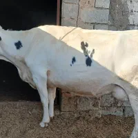 فروش یک راس گاو شیری