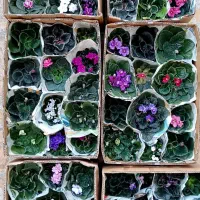 خاصترین بنفشه های ایران با تنوع 420 واریته مختلف|گل و گیاه طبیعی|لاهیجان, گلستان|دیوار