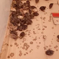 بلدرچین نر و ماده