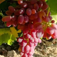 نهال انگور شاهرودی و گزندایی|خدمات باغبانی و درختکاری|تاکستان, |دیوار