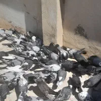 فروش کبوتر پر به شرط|پرنده|اصفهان, نصرآباد|دیوار