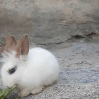 ۱ خرگوش سالم زبل ودستی