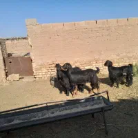 دوراس بز زاییده چاق بزغاله درشت