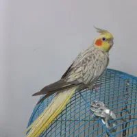 عروس هلندی سخنگو