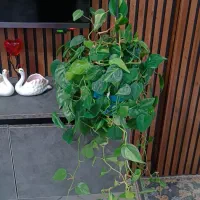 اسکاندیس ابلق|گل و گیاه طبیعی|رشت, سعدی (تختی)|دیوار