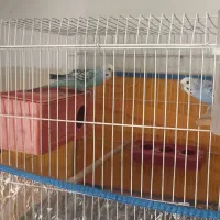 مرغ عشق جفت ب