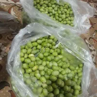زیتون