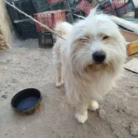 سگ پا کوتاه خانگی