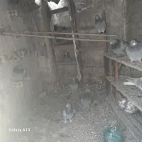 کبتر.تپر.ساده.و.سینه|سگ|مینودشت, |دیوار