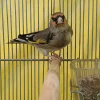 سهره کرمانی دورگه|پرنده|فردیس, نگارستان|دیوار