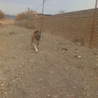 سگ نگهبان|سگ|فشاپویه, |دیوار