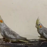 جوجه عروس هلندی