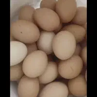 تخم مرغ محلی