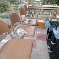 واگذاری 2 عدد گربه خانگی