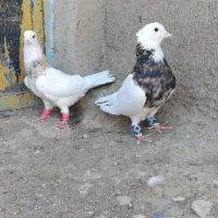 طوقی|پرنده|مشهد, ده دی|دیوار