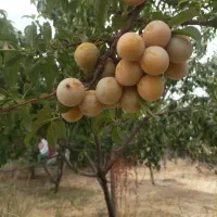 دامداری و خانه باغ