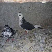 15تا کبوتر پرشی به صورت یکجا|پرنده|خنداب, |دیوار