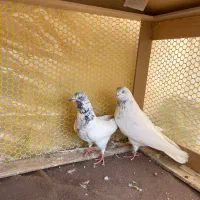 کفتر (کبوتر)