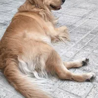 سگ گلدن|سگ|فردیس, منظریه|دیوار