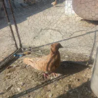 سرخ و زرد سوی قدیم