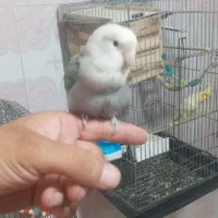 طوطی