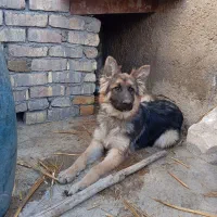 سگ ژرمن ترکیبی|سگ|زالیان, |دیوار