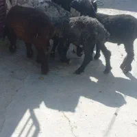 ۵ عدد بره چهار تا نر یه دونه ماده