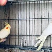 عروس هلندی مولد|پرنده|اصفهان, دشتستان|دیوار