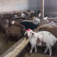 کیلویی 315000گوسفند سالم زنده چاق پلاک شده|حیوانات مزرعه|تهران, پاسداران|دیوار