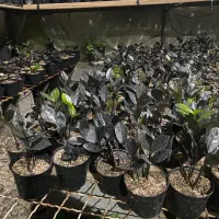 زاموفیلیا سوپر بلک|گل و گیاه طبیعی|کلاردشت, |دیوار