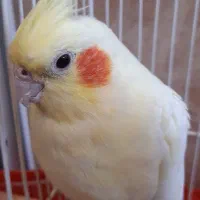عروس هلندی نر وماده