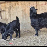 فروش دو راس بز  دوکهره ای|حیوانات مزرعه|طسوج, |دیوار