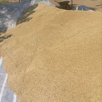 گندم و جو تسویه نقدی