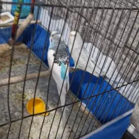 ۲ جفت مرغ عشق مولد به شرط