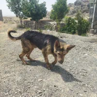 ژرمن