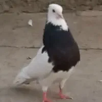 کبوتر طوقی